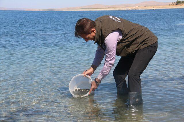 Kırşehir'de göllere 450 bin sazan yavrusu bırakıldı