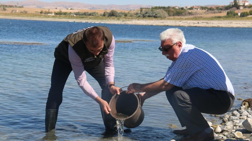 Kırşehir'de göllere 450 bin sazan yavrusu bırakıldı