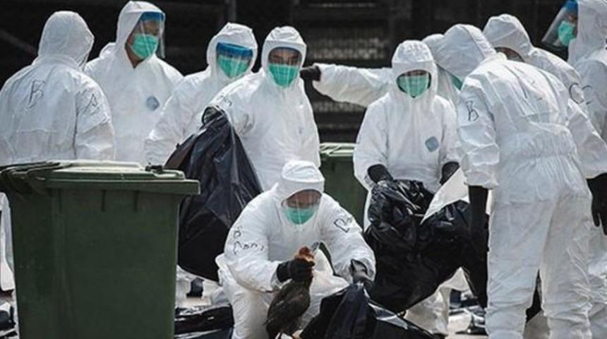 Almanya'da Kuş Gribi Giderek Yayılıyor!