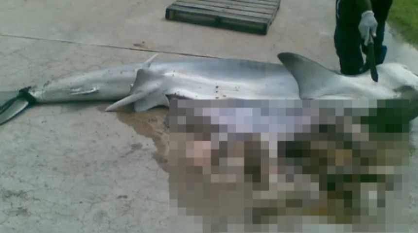 Dev köpekbalığının midesinden insan çıktı! Karnını açınca gördüklerine inanamadı