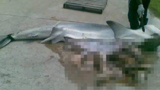 Dev köpekbalığının midesinden insan çıktı! Karnını açınca gördüklerine inanamadı