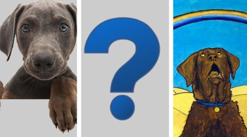 Köpekler gökkuşağını nasıl görür?