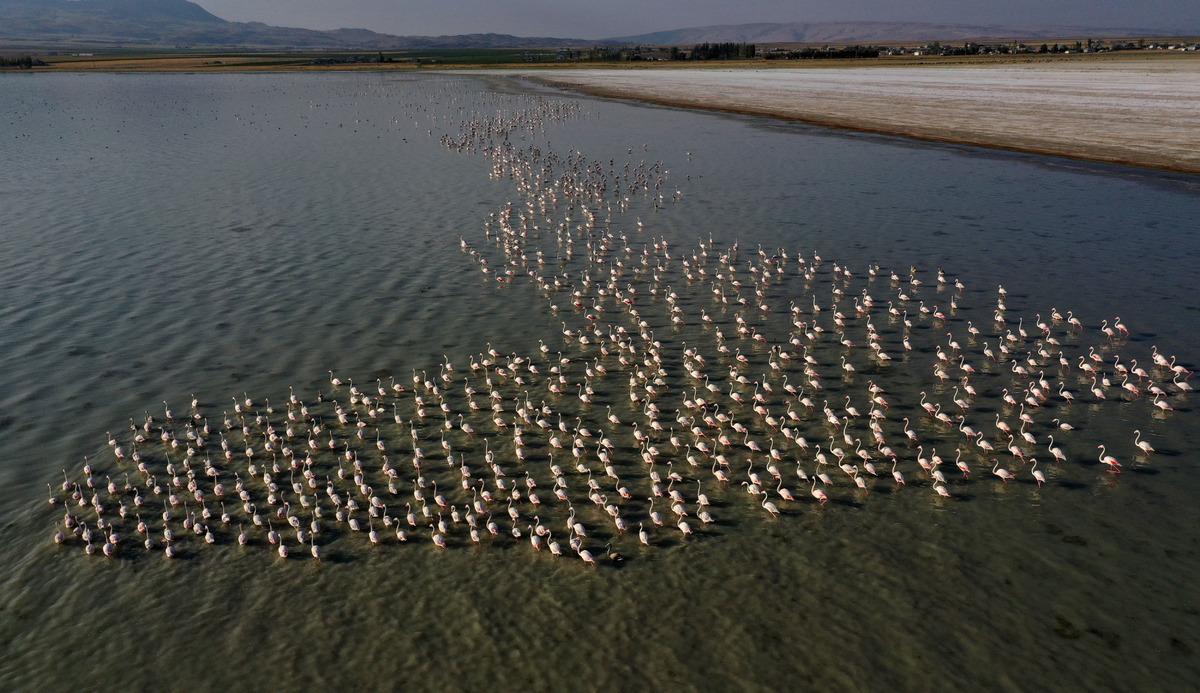Flamingolar Arin G&ouml;l&uuml;'ne renk katıyor