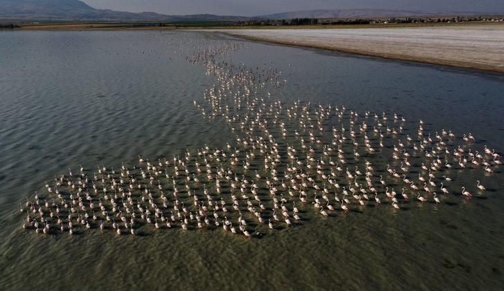 Flamingolar Arin Gölü'ne renk katıyor G1