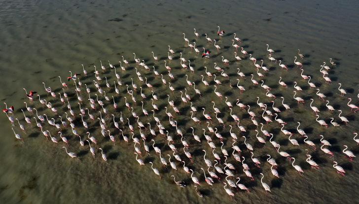 Flamingolar Arin Gölü'ne renk katıyor G2