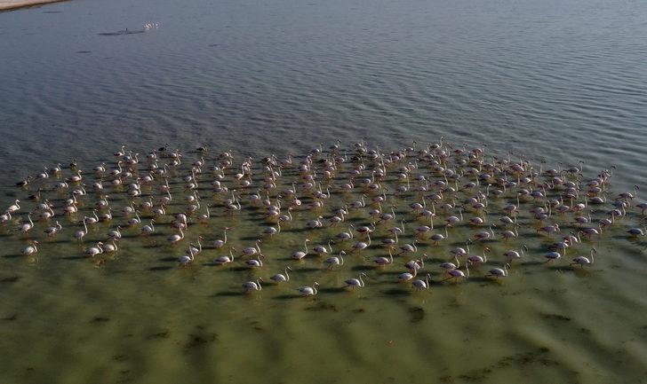 Flamingolar Arin Gölü'ne renk katıyor G3