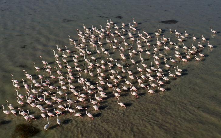 Flamingolar Arin Gölü'ne renk katıyor G4