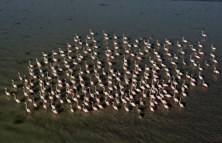 Flamingolar Arin Gölü'ne renk katıyor G5
