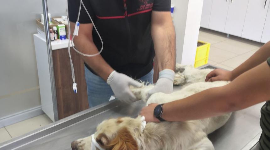 Pikapla köpeğin üzerinden geçtikleri iddiasıyla soruşturma açılan iki memur görevden uzaklaştırıldı