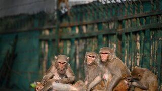 Maymun sürücüsünün saldırısına uğrayan adam kurtulmak isterken ayağı kayarak çatıdan düştü