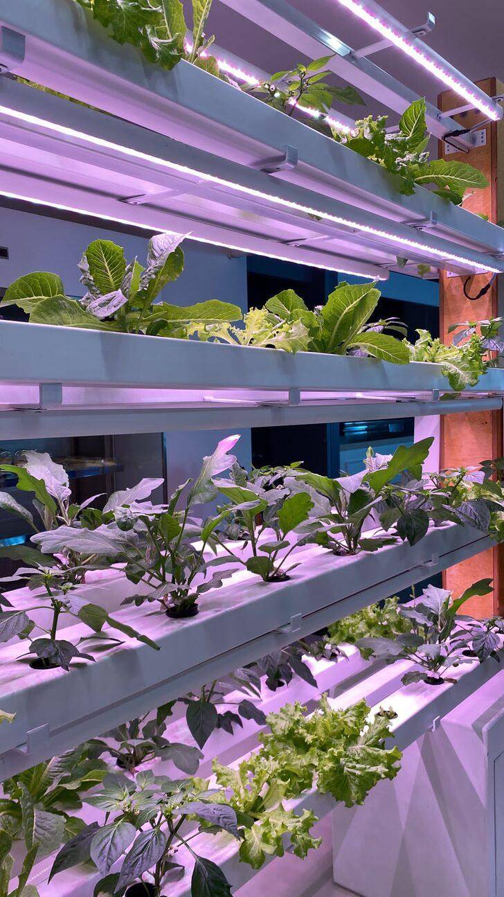 Antalya'da topraksız ve iklim değişikliğine dirençli tarım için inovasyon merkezi kurulacak G3