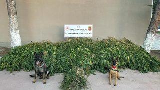 Malatya'da 5 bin 507 kök Hint keneviri ele geçirildi