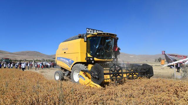 Kayseri'de aspir hasadı yapıldı