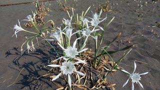 Parfüm ve ilaç yapımında kullanılıyor! Koparmanın cezası 109 bin lira