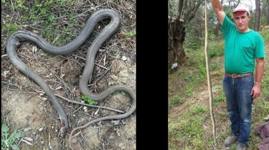 Aydın'da topraktan &ccedil;ıkan yılanlar vatandaşı korkutuyor