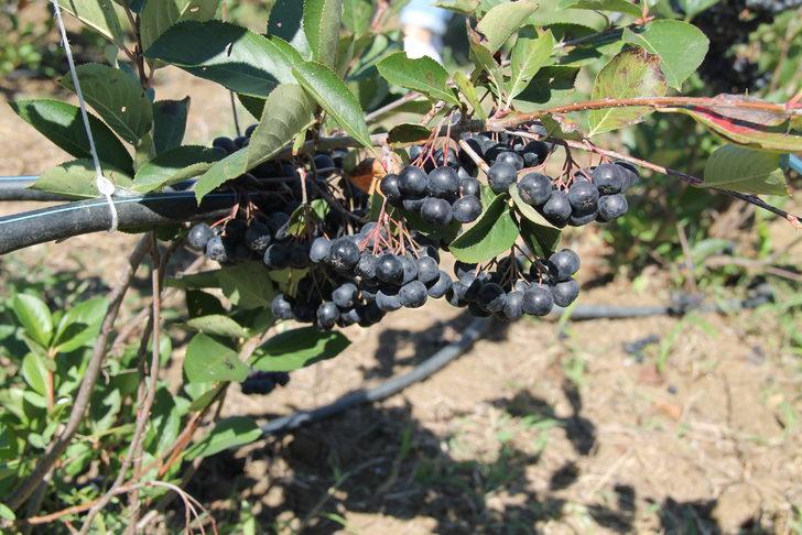 Tescilli "Yalova aronyası"nın üretimini artırmak için hasat şenliği yapıldı G2