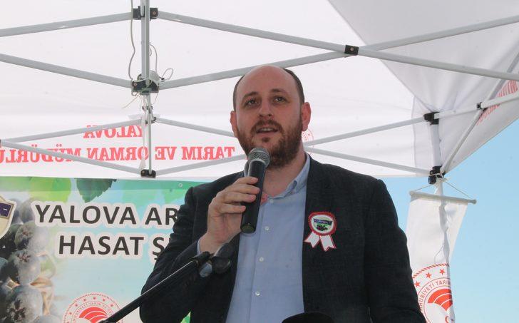 Tescilli "Yalova aronyası"nın üretimini artırmak için hasat şenliği yapıldı G4