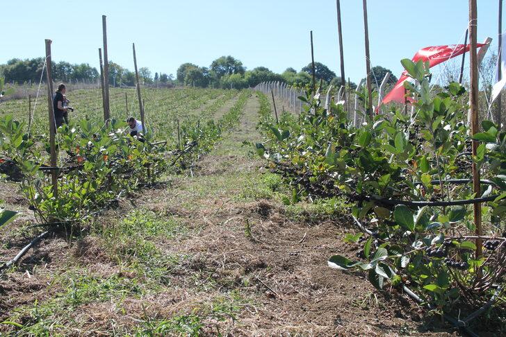 Tescilli "Yalova aronyası"nın üretimini artırmak için hasat şenliği yapıldı G5