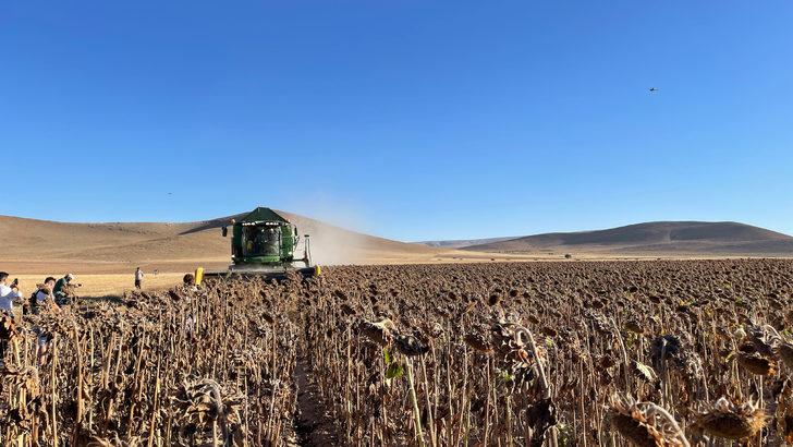 Konya'da yerli ayçiçeği tohumu geliştirilmesi için yetiştirilen ürünler hasat edildi G1