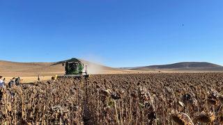 Konya'da yerli ayçiçeği tohumu geliştirilmesi için yetiştirilen ürünler hasat edildi