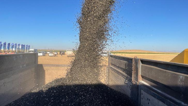 Konya'da yerli ayçiçeği tohumu geliştirilmesi için yetiştirilen ürünler hasat edildi G2