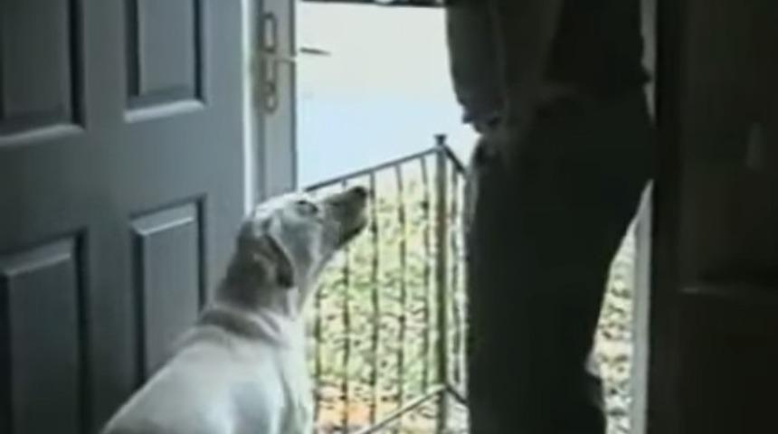 Sahibi açık olan kapıdan geçmesini istiyor, köpeğin tepkisi inanılmaz