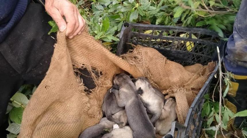Ordu'da mahsur kalan 7 yavru köpek itfaiye ekiplerince kurtarıldı