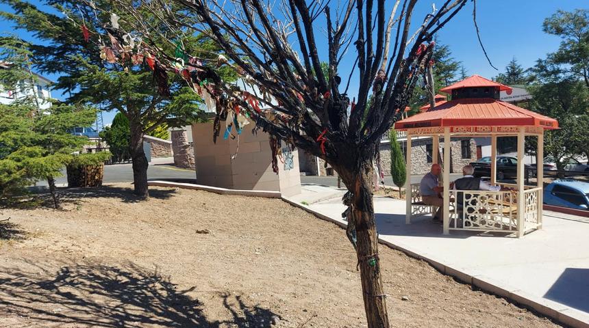 Cemevinin bahçesindeki dilek ağacını 'İslam'a şirk' diyerek yaktı! 'Provokasyon olabilir'