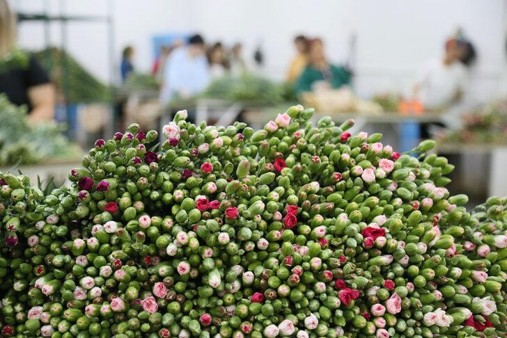 Kraliçe Elizabeth'in cenazesi için iki ilde karanfil mesaisi! En az 1,5 milyon dalı bulacak: Çalışma saatleri ve işçi sayıları artırıldı G5