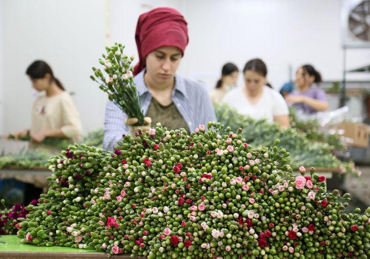 Kraliçe Elizabeth'in cenazesi için iki ilde karanfil mesaisi! En az 1,5 milyon dalı bulacak: Çalışma saatleri ve işçi sayıları artırıldı G3