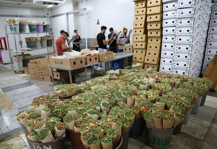 Kraliçe Elizabeth'in cenazesi için iki ilde karanfil mesaisi! En az 1,5 milyon dalı bulacak: Çalışma saatleri ve işçi sayıları artırıldı G2