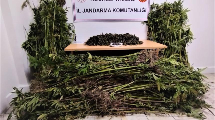 Kocaeli'de ormanlık alana Hint keneviri eken 3 zanlıdan biri tutuklandı