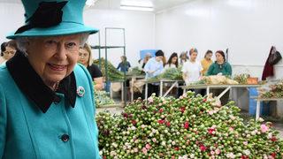 Kraliçe Elizabeth'in cenazesi için iki ilde karanfil mesaisi! En az 1,5 milyon dalı bulacak: Çalışma saatleri ve işçi sayıları artırıldı