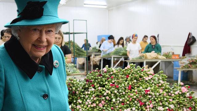 Kraliçe Elizabeth'in cenazesi için iki ilde karanfil mesaisi! En az 1,5 milyon dalı bulacak: Çalışma saatleri ve işçi sayıları artırıldı