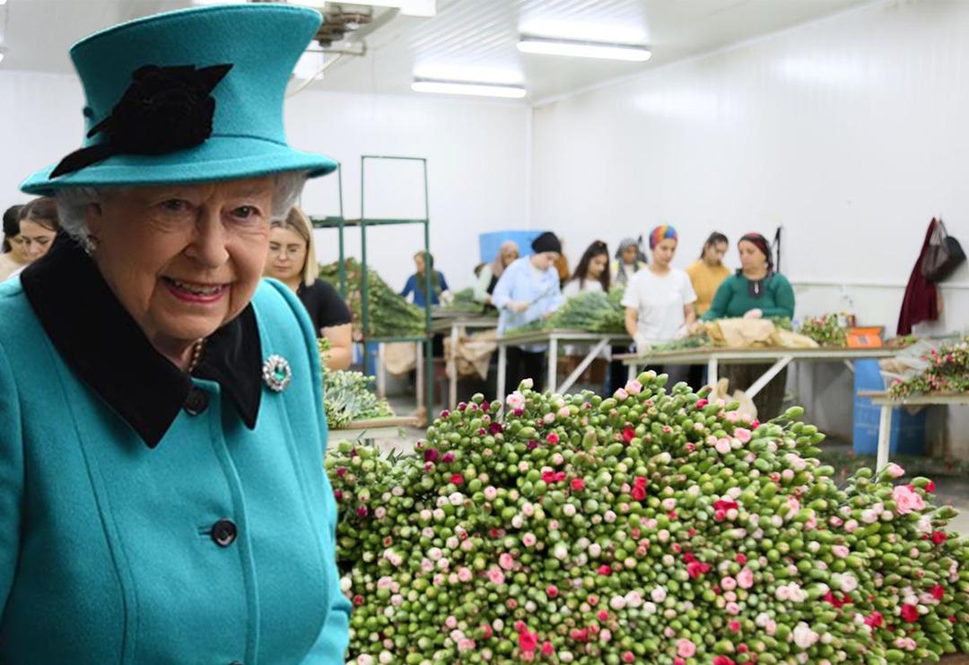 Krali&ccedil;e Elizabeth'in cenazesi i&ccedil;in iki ilde karanfil mesaisi! En az 1,5 milyon dalı bulacak: &Ccedil;alışma saatleri ve iş&ccedil;i sayıları artırıldı