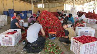 Gaziantep'te binlerce işçi biber temizleyerek aile bütçesine katkı sağlıyor