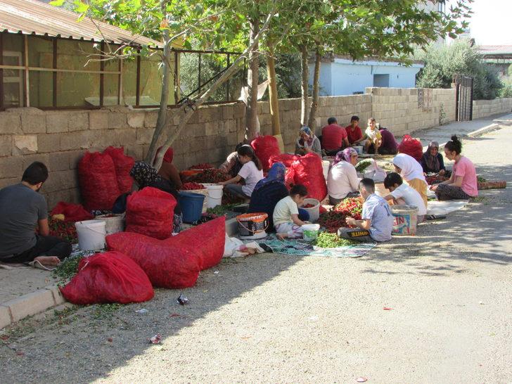 Gaziantep'te binlerce işçi biber temizleyerek aile bütçesine katkı sağlıyor G2