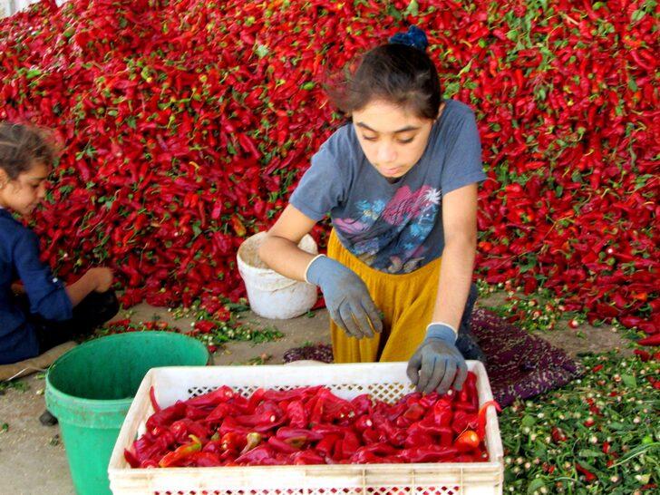 Gaziantep'te binlerce işçi biber temizleyerek aile bütçesine katkı sağlıyor G3