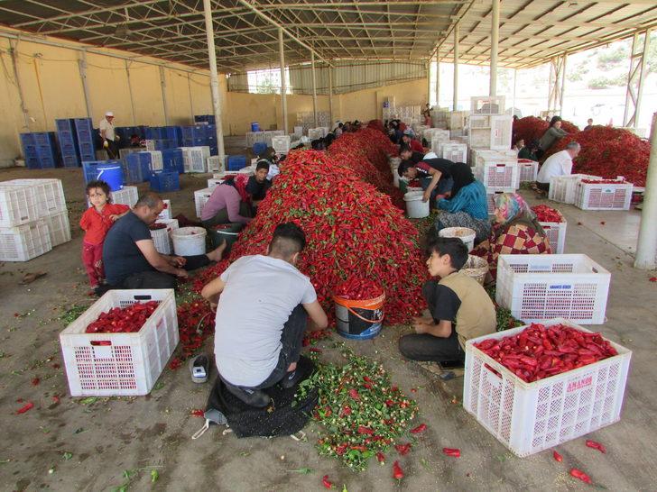 Gaziantep'te binlerce işçi biber temizleyerek aile bütçesine katkı sağlıyor G4
