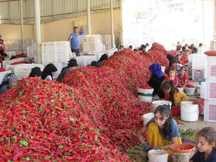 Gaziantep'te binlerce işçi biber temizleyerek aile bütçesine katkı sağlıyor G5