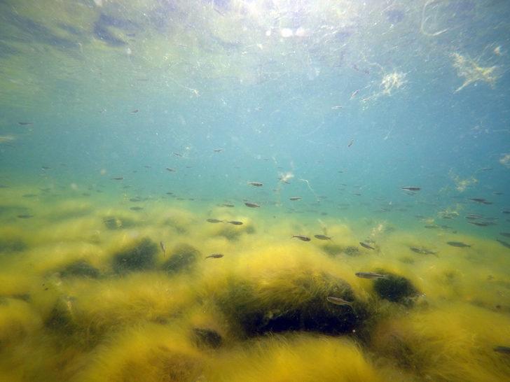Balık Gölü'nde yumurtadan çıkan balık yavruları görüntülendi G2