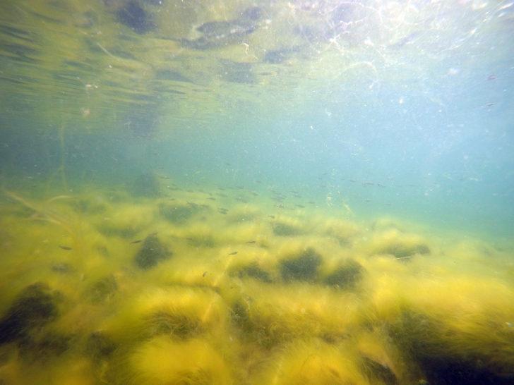 Balık Gölü'nde yumurtadan çıkan balık yavruları görüntülendi G3