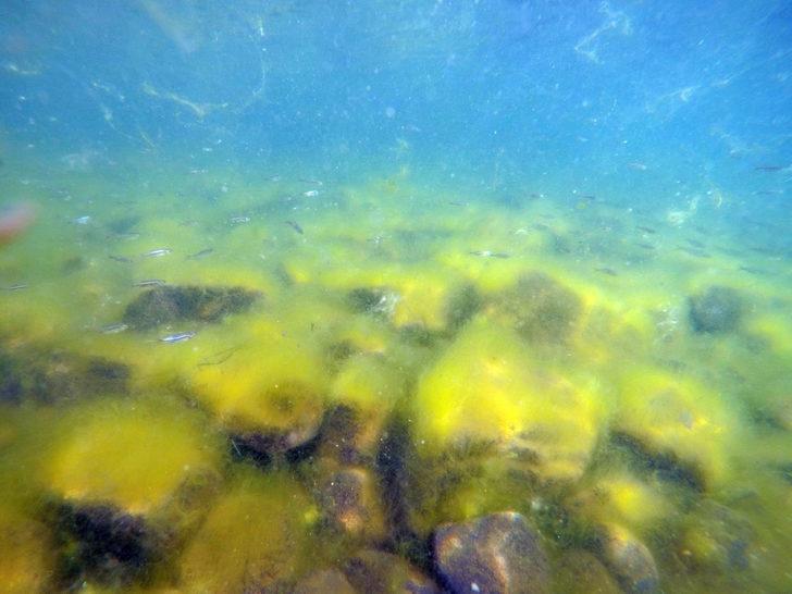 Balık Gölü'nde yumurtadan çıkan balık yavruları görüntülendi G5