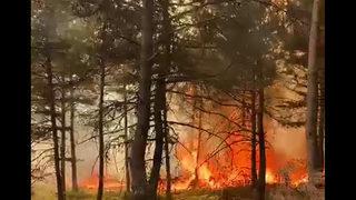 Tokat’ta korkutan orman yangını