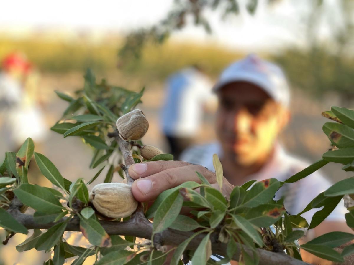 Şanlıurfa'da badem hasadının başlaması dolayısıyla etkinlik d&uuml;zenlendi