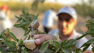 Şanlıurfa'da badem hasadının başlaması dolayısıyla etkinlik düzenlendi