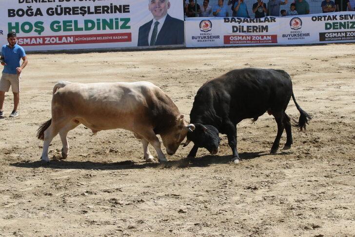 Denizli'de Boğa Güreşi Şampiyonası düzenlendi G1