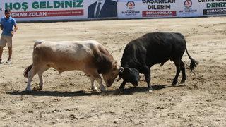 Denizli'de Boğa Güreşi Şampiyonası düzenlendi