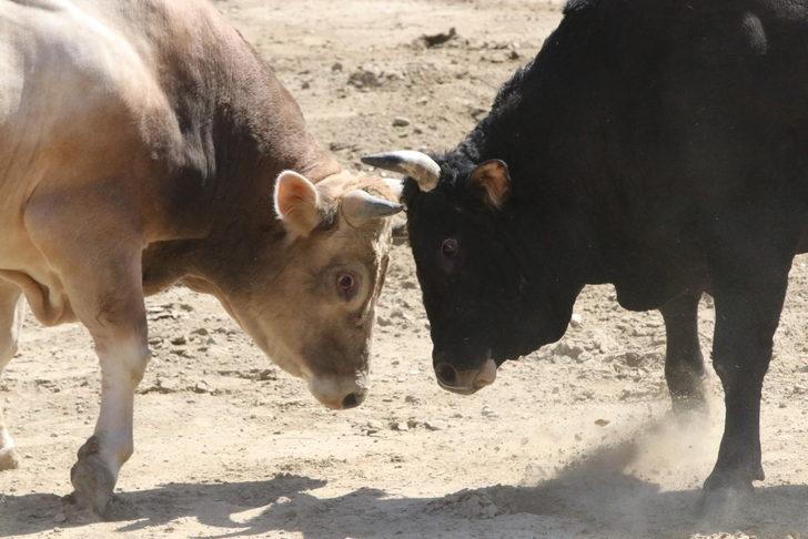 Denizli'de Boğa Güreşi Şampiyonası düzenlendi G3