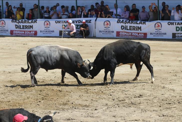 Denizli'de Boğa Güreşi Şampiyonası düzenlendi G4